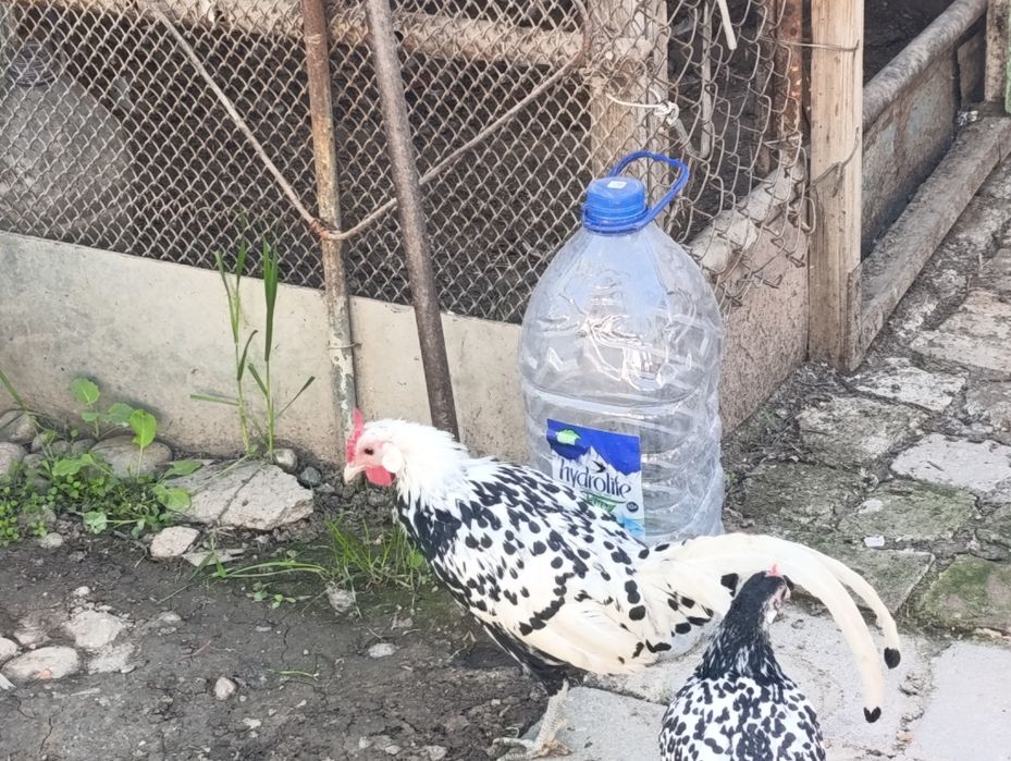 Продам срочно японский петух