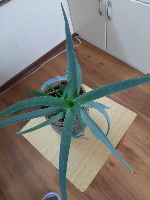 Алоэ вера лекарственное