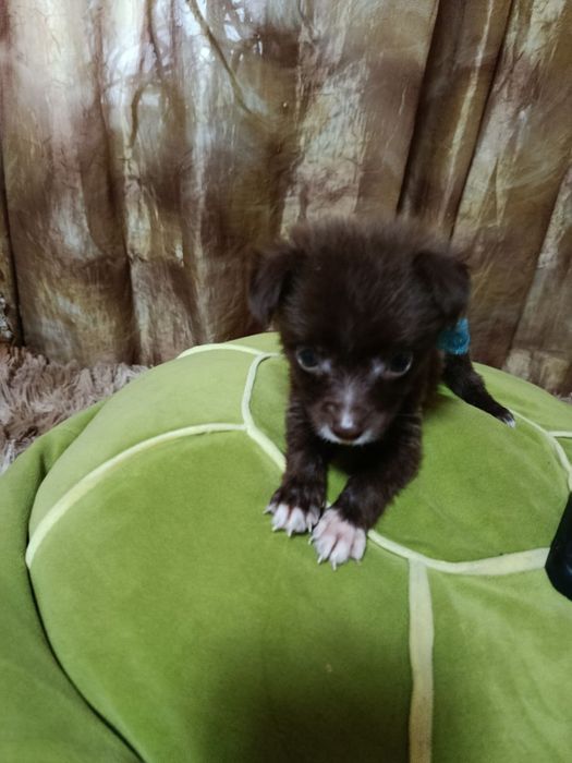 Отдаю щеняток в добрые руки