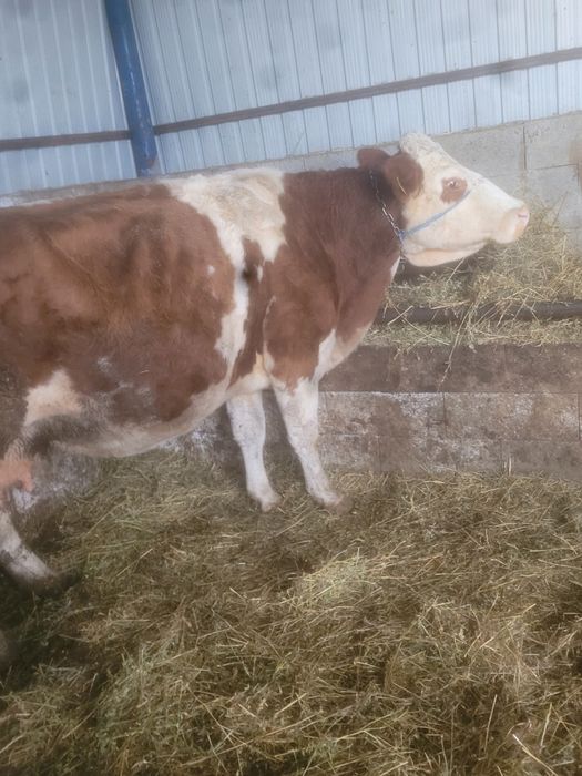 Vând vaca gestanta de 5 luni