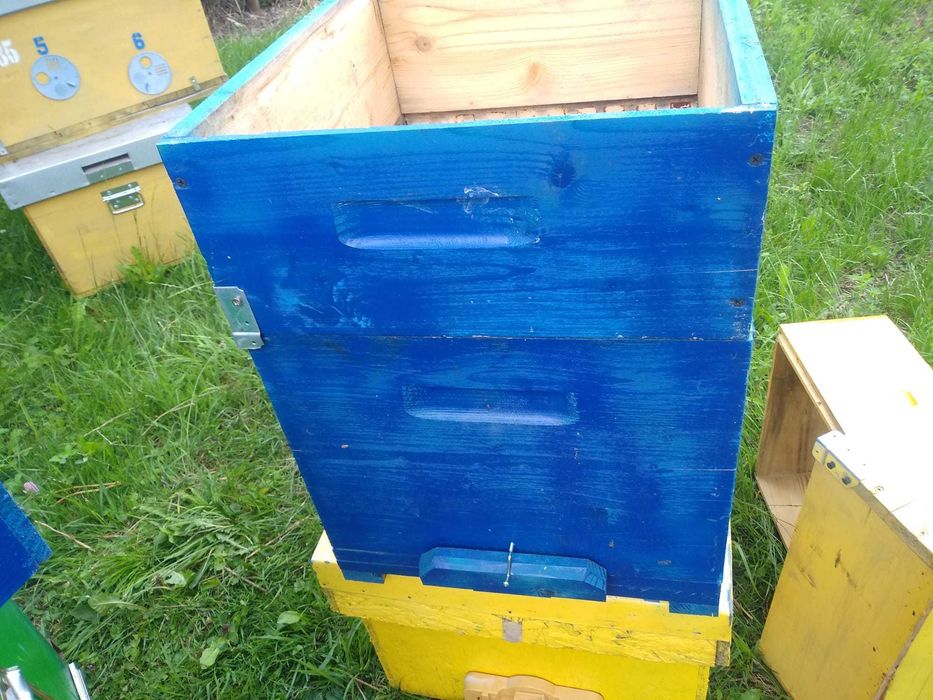 lazi / stupi de albine