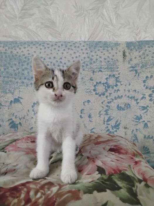 Отдам кошечку в хорошие руки