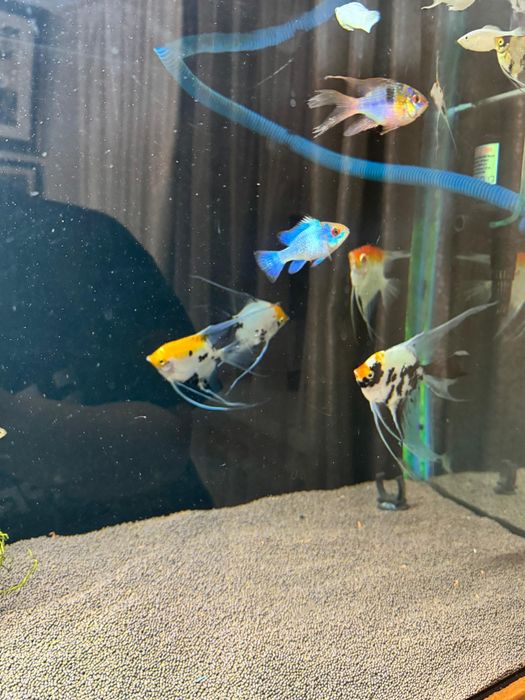 Апистограмма электрик блю неон