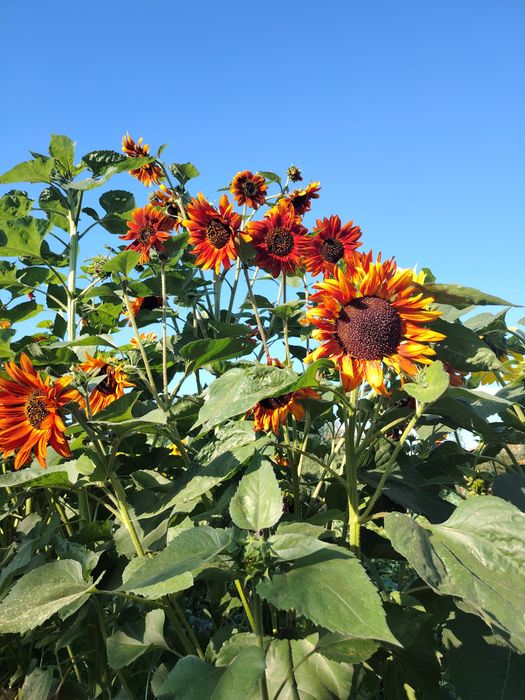 Продам дачу Алма