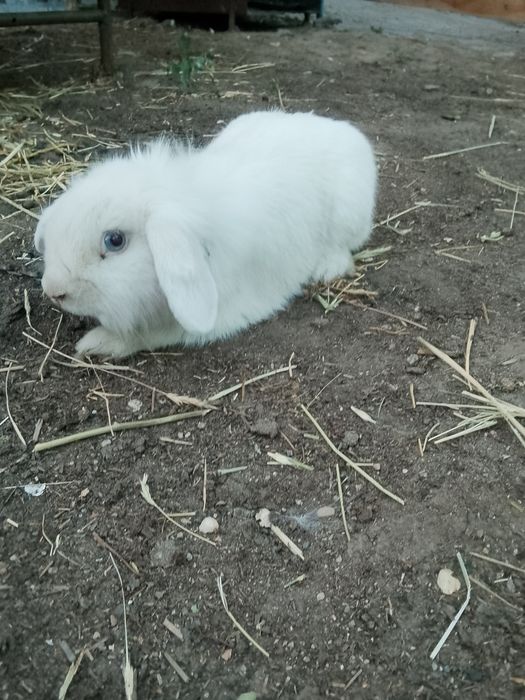 Продам кролика декротивный