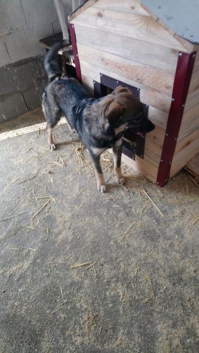 Молодая собака в добрые руки