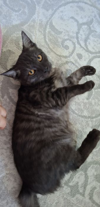 Котенок бесплатно