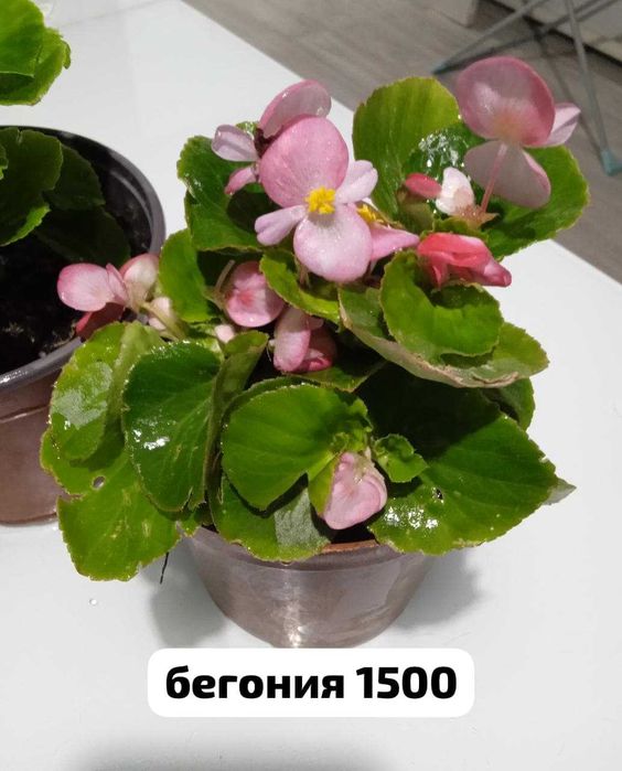 комнатные растения. продажа