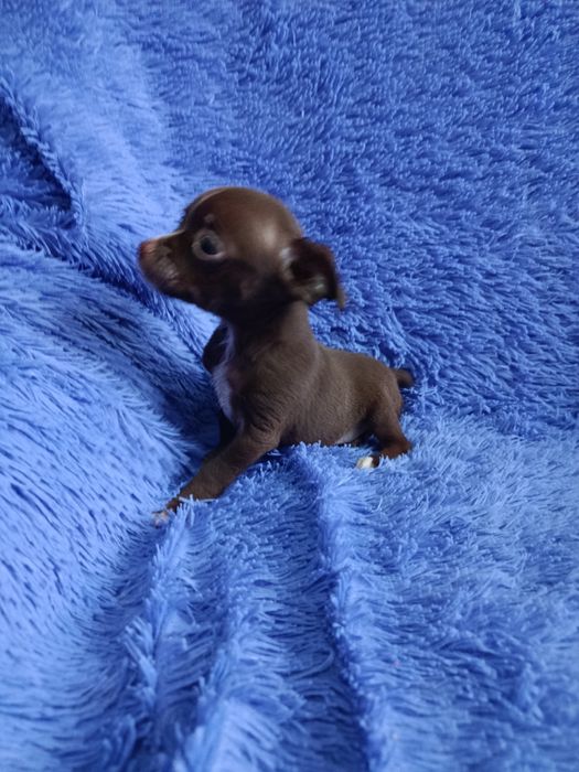 Чихуахуа мальчик