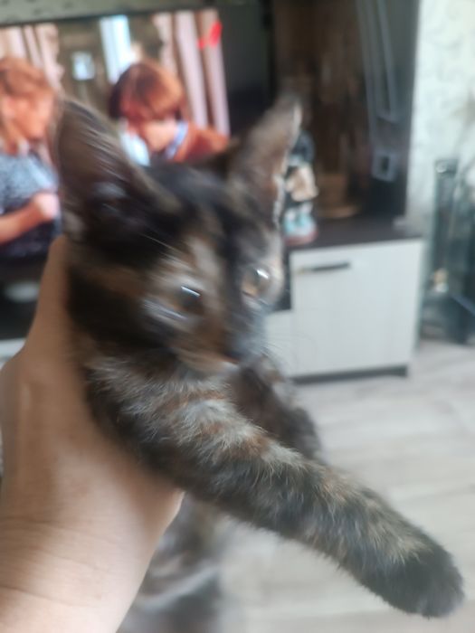 Отдам бесплатно котенка в добрые руки