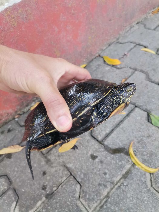 Broasca țestoasă