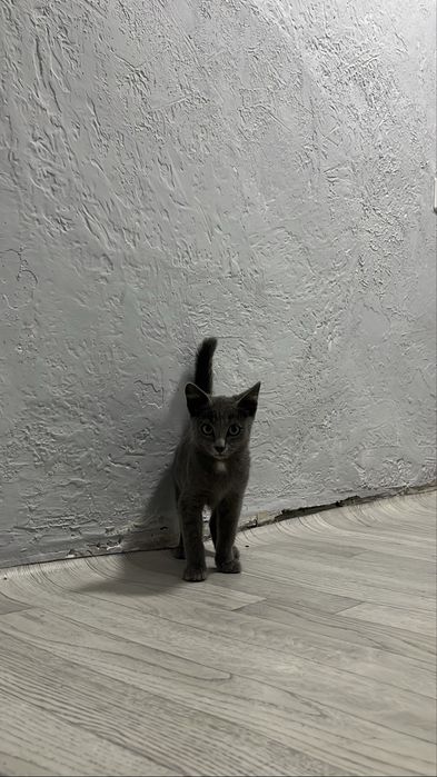 Котенок, в добрые руки