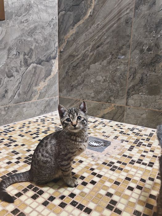 Отдам котёнки бесплатно