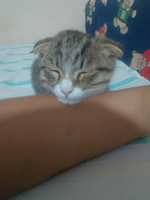 Scottish Fold mushukcha jinsi erkak  yoshi birga toʻlmagan