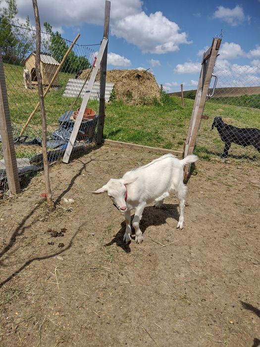 Țap de vânzare sanner