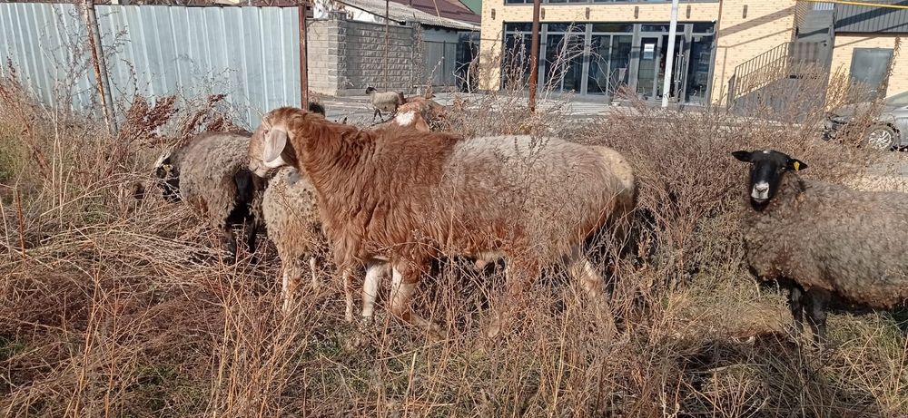 Арашан қошқар сатылады