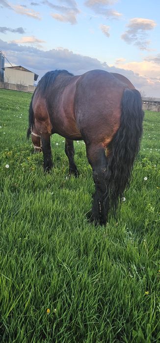 Vând armăsar murg de 4 ani învațat la caruță la lemn la calarie  probe cum dorește clientul are în jur de 950 kg  sau schimb cu doi cai buni de pădure