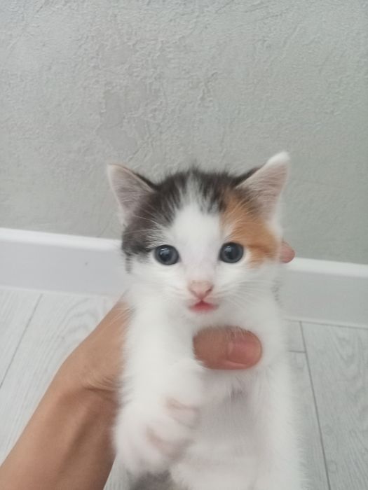 Продается Милые котяти
