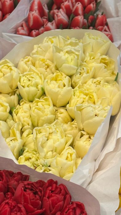 Продам тюльпаны крупные по вкусной цене