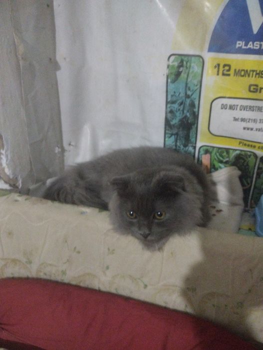 Продам котёнка мальчик 6 месяца британский скоттиш фолд