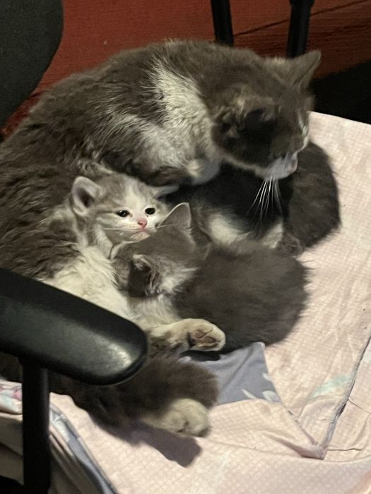 Отдам котят в добрые руки