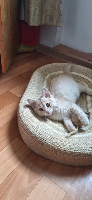 Котенок в добрые руки