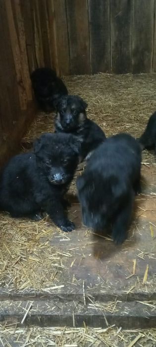 Щенки немецкой овчарки