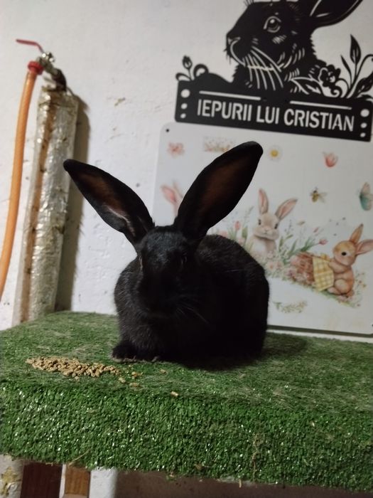 Tineret disponibil