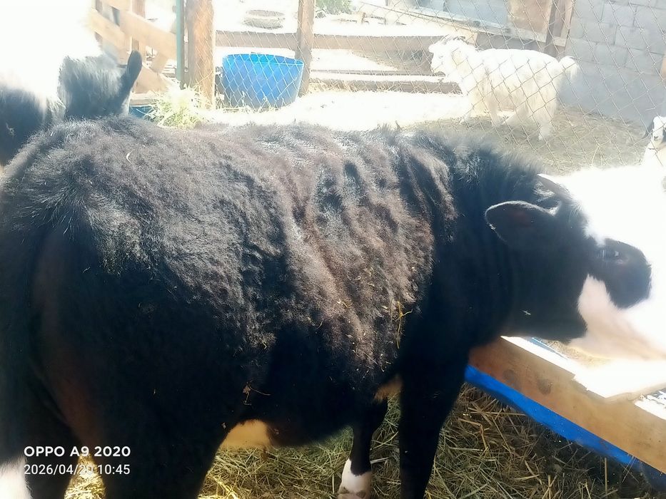 Баспактар сатылады