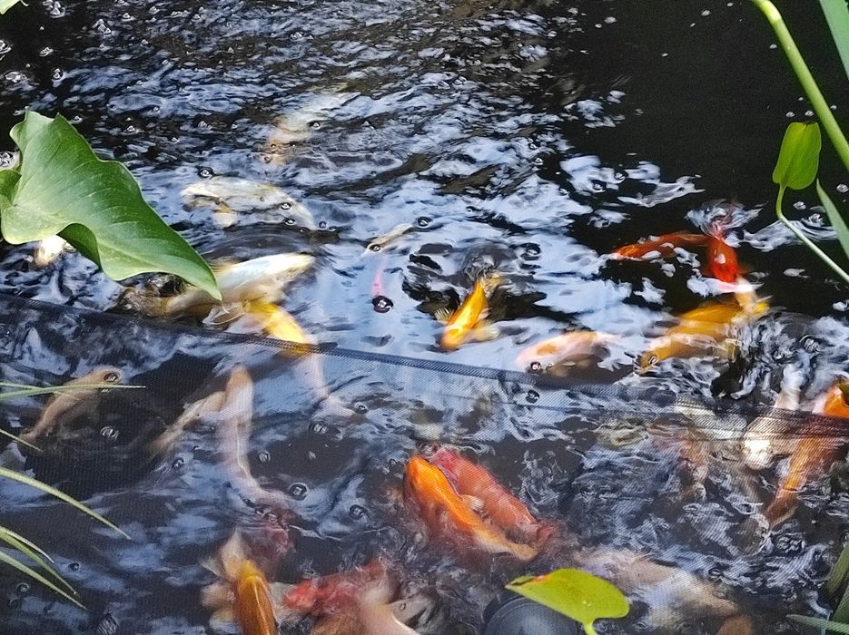 Японски шаран кои