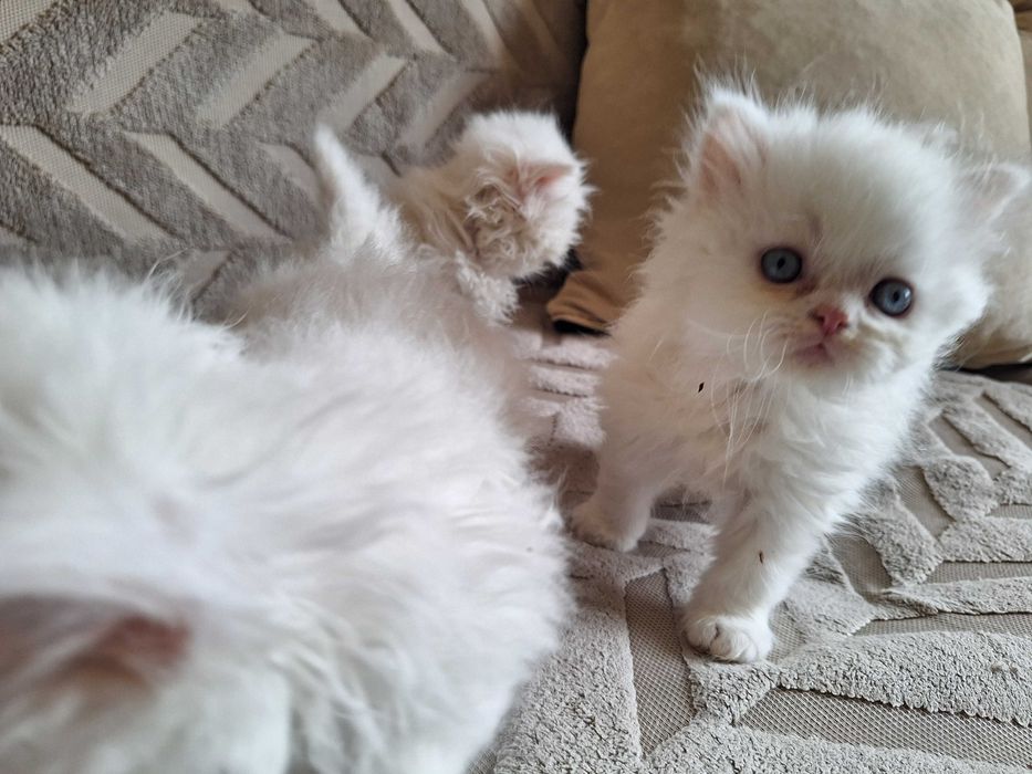 Персийски котенца