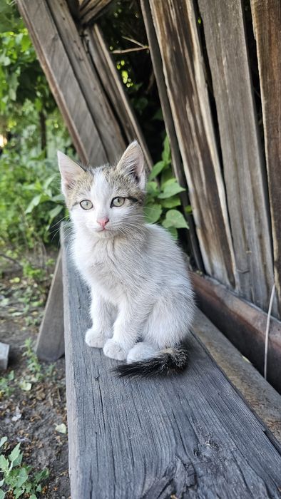 Отдам котят в хорошие руки