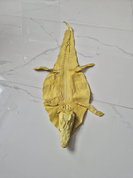 Продам кожу крокодила