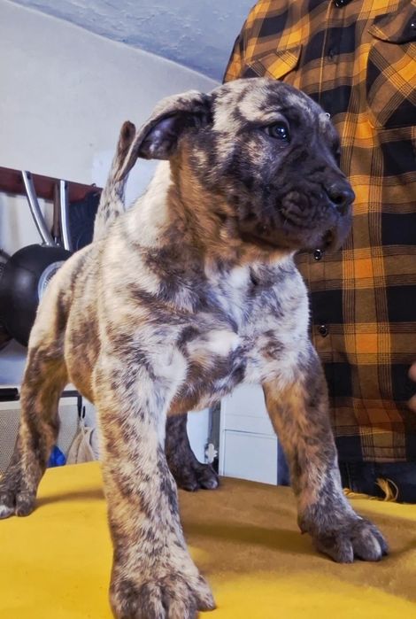 Vând  Presa canario, cățeluș