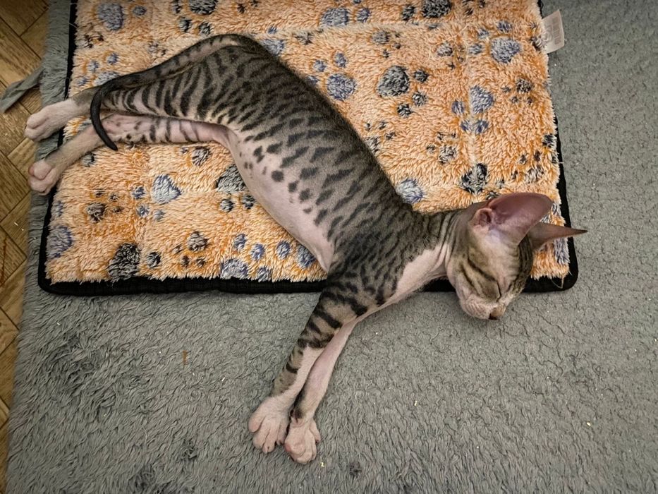 Девочка сфинкс (браш)