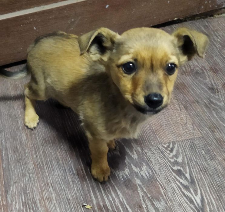 Отдам в добрые руки классных щенят,