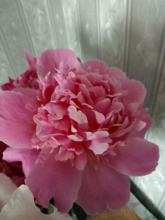 Продам  пионы трёх сортов