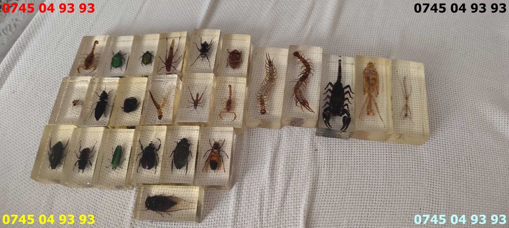 insecte seria Deagostini pret pe bucata