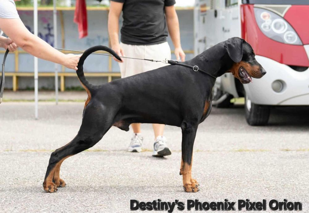 Cățeluș Doberman cu pedigree.