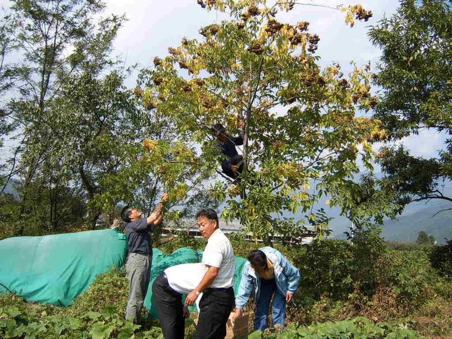 Эводия - пчелинное дерево