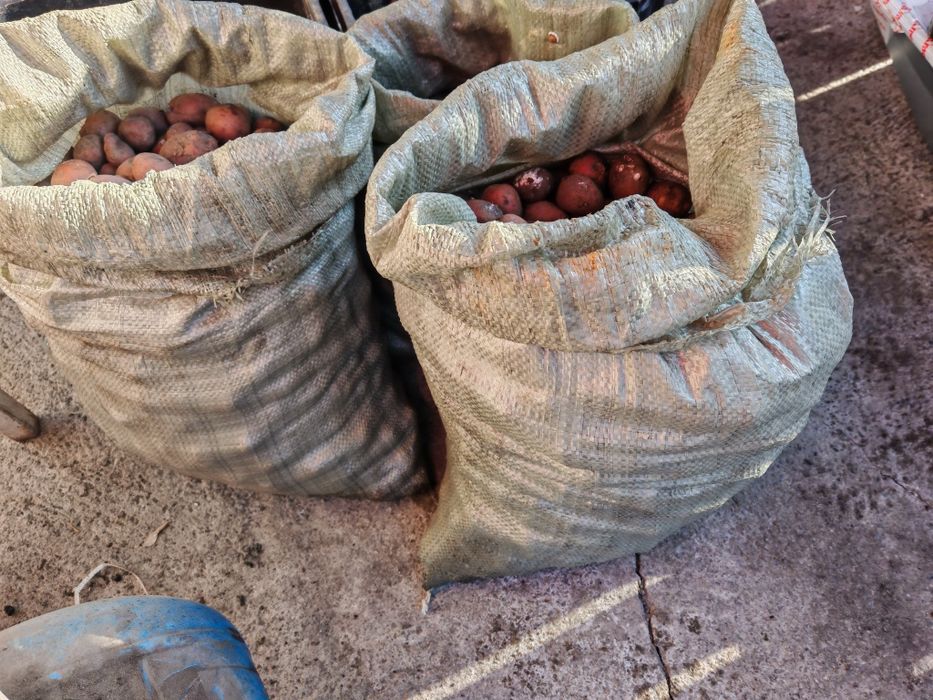 Картошка на семена