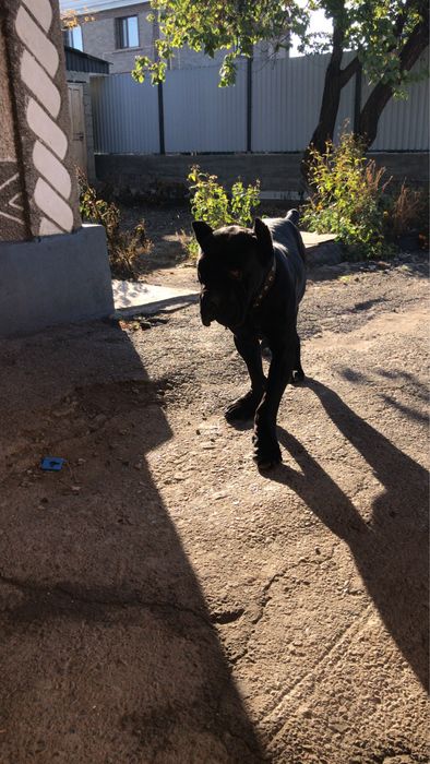 Канекорсе продам срочно кабель