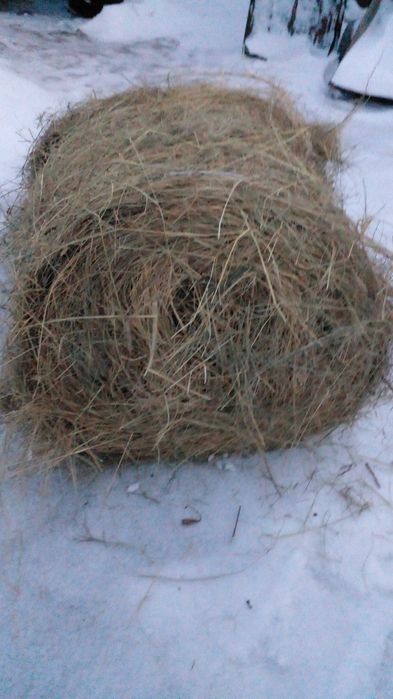 Продам сено сено