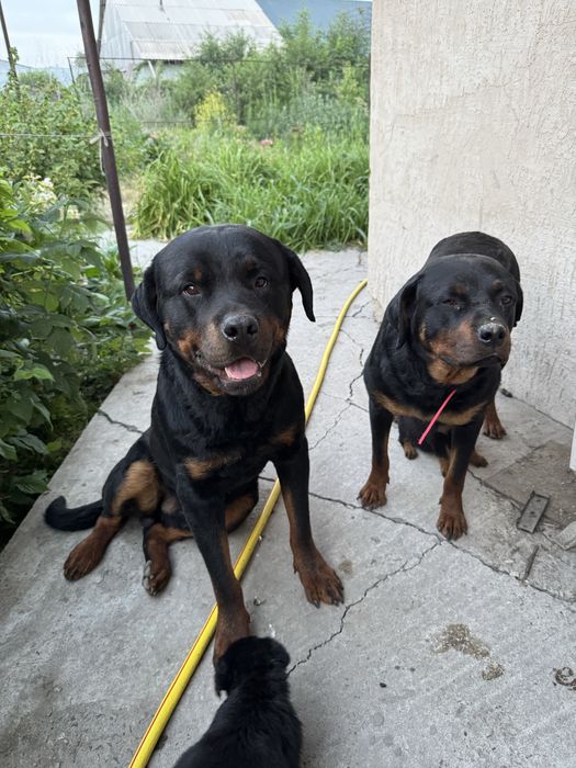 Щенки Ротвейлеры!