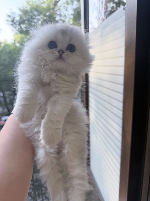 Шотланский Скоттиш Фолд! Серебро Шиншилла!