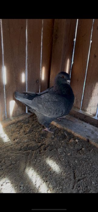Porumbei american giant homer andaluz
