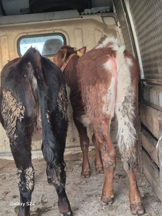 De vânzare 2 vitele bălțate