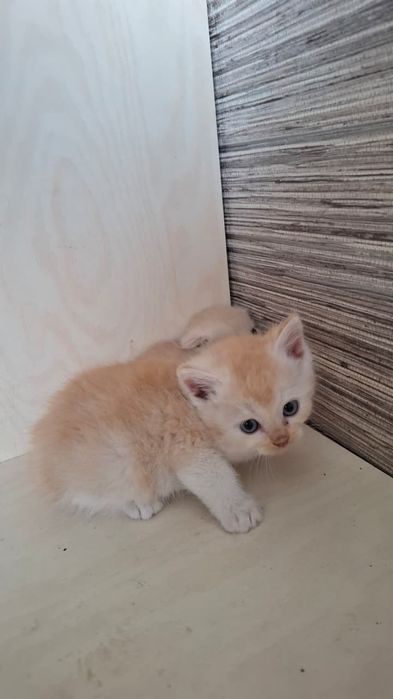 Мальчик, золотистого окраса
