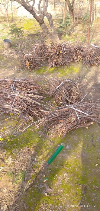 Ветки плодовых деревьев бесплатно самовывоз