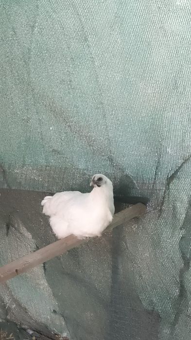 Без волысый силка